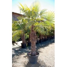 palmier pas cher 180 cm en vente